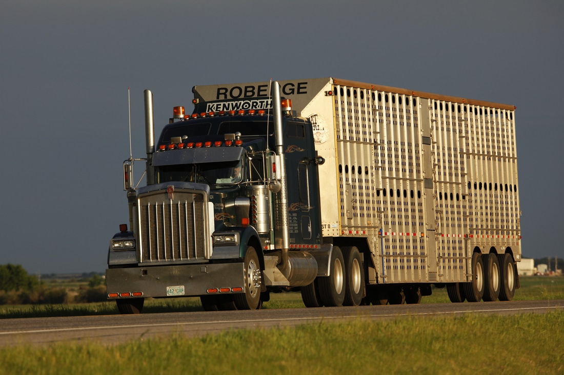 Beef Grading Basics - Canadian Beef